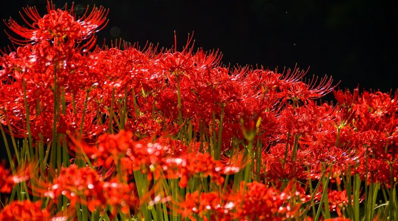 Pourquoi opter pour des fleurs exotiques pour les fêtes ?